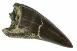 Serrated, Fossil Phytosaur Tooth - Arizona #145005-1